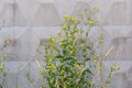 Flowering plants of sow thistles against the concrete fence