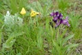 Flowering plants in the spring steppe. Kalmykia