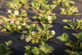 Flowering plants of strawberries in a vegetable bed of Garden Royalty Free Stock Photo