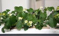 Flowering plants of strawberry