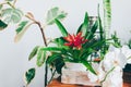 Flowering plants in stylish modern interior. Potted houseplants.