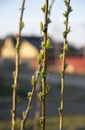 Flowering plants are a symbol of new life Royalty Free Stock Photo