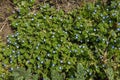 Flowering plants of veronica polita from above Royalty Free Stock Photo