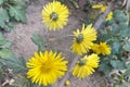 Beautiful blooming yellow flowers of wild Chrysanthemum indicum plants growing in the corner