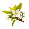 Flowering plum branch isolated on a white background Royalty Free Stock Photo
