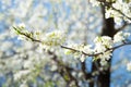 Flowering plum branch white flowers Royalty Free Stock Photo