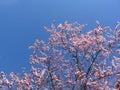 Flowering plum tree against the blue sky in spring Royalty Free Stock Photo