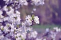 Flowering plum tree Royalty Free Stock Photo