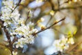 Flowering branch of plum. Plum Flowers