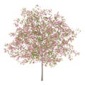 Flowering plum tree isolated on white Royalty Free Stock Photo
