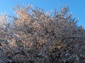 Flowering plum tree. Spring blooming of a fruit tree against a blue sky. Royalty Free Stock Photo