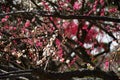 Flowering plum trees, Kyoto Japan Royalty Free Stock Photo