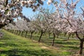 Flowering plum trees Royalty Free Stock Photo