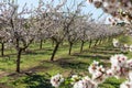 Flowering plum trees Royalty Free Stock Photo