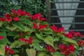 Flowering poinsettia plants planted in a garden. Royalty Free Stock Photo