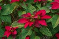 Flowering poinsettia plants planted in a garden. Royalty Free Stock Photo