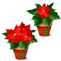 The flowering poinsettia plants in pots isolated on white background. A traditional symbol of Christmas and New year Royalty Free Stock Photo