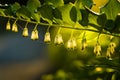 The flowering of Polygonatum in the garten.