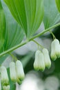 Flowering Polygonatum Multiflorum Close-up