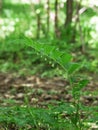 Flowering Polygonatum (Solomon's Seal) Plant