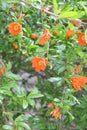 Flowering pomegranate tree Royalty Free Stock Photo