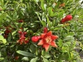 Flowering pomegranate tree (Punica granatum) in the spring Royalty Free Stock Photo