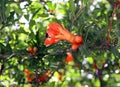 Flowering pomegranate tree in the spring Royalty Free Stock Photo