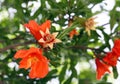 Flowering pomegranate tree in the spring Royalty Free Stock Photo