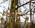 Flowering poplar buds in spring close-up Royalty Free Stock Photo