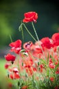 Flowering poppies in the field.