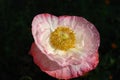 Flowering poppies in a flower bed.