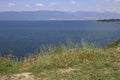 Flowering poppies in the grass on the shore of Lake Ohrid, Republic of North Macedonia