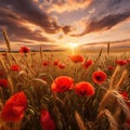 Flowering poppies in wheat field Royalty Free Stock Photo