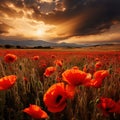 Flowering poppies in wheat field Royalty Free Stock Photo