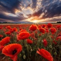 Flowering poppies in wheat field Royalty Free Stock Photo