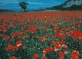 A flowering Poppy-field in Afghanistan Royalty Free Stock Photo