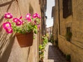 Pink Petunias in Spello Italy