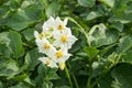 Flowering potato bush. White flowers on a background of green tops. Royalty Free Stock Photo