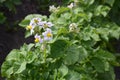 Potato flower agriculture spring scene Royalty Free Stock Photo