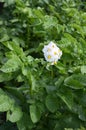 Potato flower agriculture spring scene Royalty Free Stock Photo