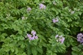 Potato flower agriculture spring scene Royalty Free Stock Photo