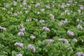 Potato flower agriculture spring scene Royalty Free Stock Photo