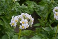 Potato flower agriculture spring scene Royalty Free Stock Photo