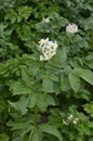 Potato flower agriculture spring scene Royalty Free Stock Photo