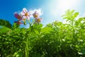 Flowering potato. Potato flowers blossom in sunlight grow in plant. White blooming potato flower on farm field. Close up Royalty Free Stock Photo