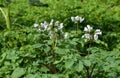 A flowering potato plant while growing potatoes. White blooms, flowers on potato plants