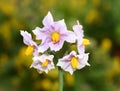 Flowering potato plant Solanum tuberosum Royalty Free Stock Photo