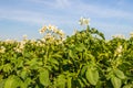 Flowering potato plants against a blue sky Royalty Free Stock Photo