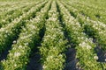 Flowering potato plants solanum tuberosum growing in a field