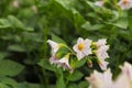 Flowering potato. Potato flowers blossom in sunlight grow in plant. White flower of blooming potato plant. Royalty Free Stock Photo